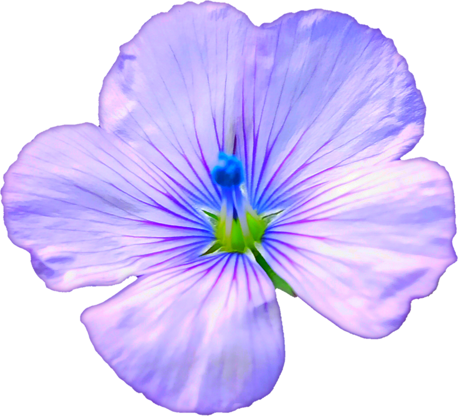 Purple Flower Illustration 