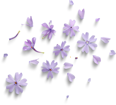 Purple flowers